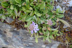 Scabiosa lacerifolia