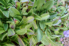 Scabiosa lacerifolia
