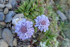 Scabiosa lacerifolia