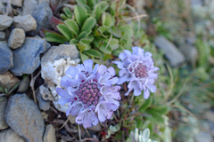 Scabiosa lacerifolia