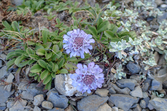 Scabiosa lacerifolia