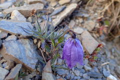 Adenophora morrisonensis