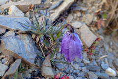 Adenophora morrisonensis