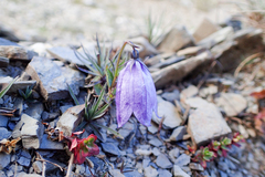 Adenophora morrisonensis