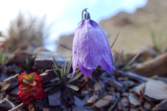 Adenophora morrisonensis