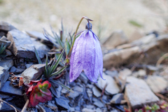 Adenophora morrisonensis