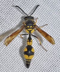 Eumenes coronatus