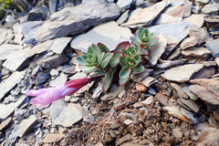 Epilobium nankotaizanense