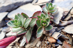 Epilobium nankotaizanense