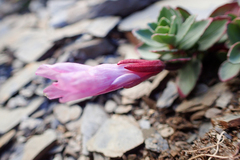 Epilobium nankotaizanense