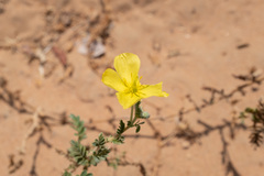 Tribulus arabicus