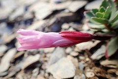 Epilobium nankotaizanense