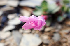 Epilobium nankotaizanense