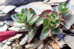 Epilobium nankotaizanense