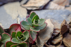 Epilobium nankotaizanense