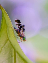 Spathulina acroleuca