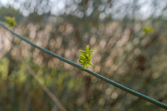 Leptadenia pyrotechnica