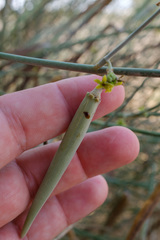 Leptadenia pyrotechnica