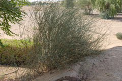 Leptadenia pyrotechnica