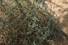 Rhynchosia schimperi