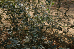 Rhynchosia schimperi