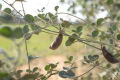 Rhynchosia schimperi