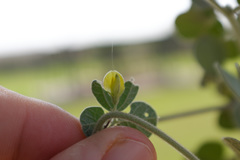 Rhynchosia schimperi