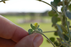 Rhynchosia schimperi