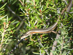 Pseudemoia pagenstecheri