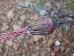 Gazania heterochaeta