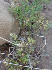Scaraboides manningii