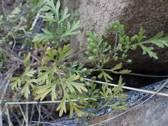 Scaraboides manningii