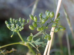 Scaraboides manningii
