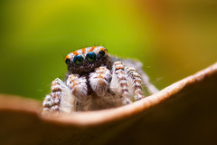 Maratus tasmanicus