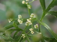Scaraboides manningii