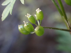 Scaraboides manningii