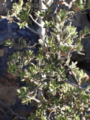 Diospyros austro-africana