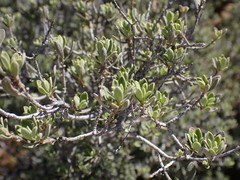Diospyros austro-africana