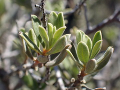 Diospyros austro-africana
