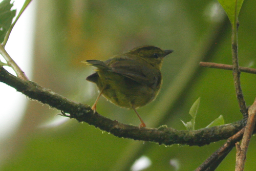 Choco Warbler (Myiothlypis chlorophrys), photo 6