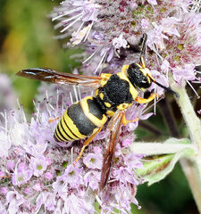 Euodynerus curictensis