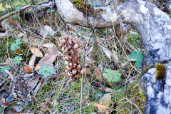Xylanche himalaica