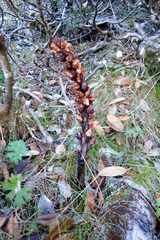 Xylanche himalaica