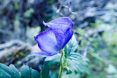 Aconitum fukutomei