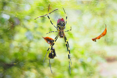Trichonephila clavata
