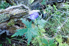 Aconitum fukutomei
