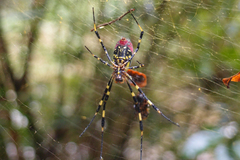 Trichonephila clavata
