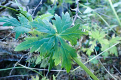 Aconitum fukutomei