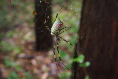 Trichonephila clavata