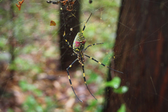 Trichonephila clavata